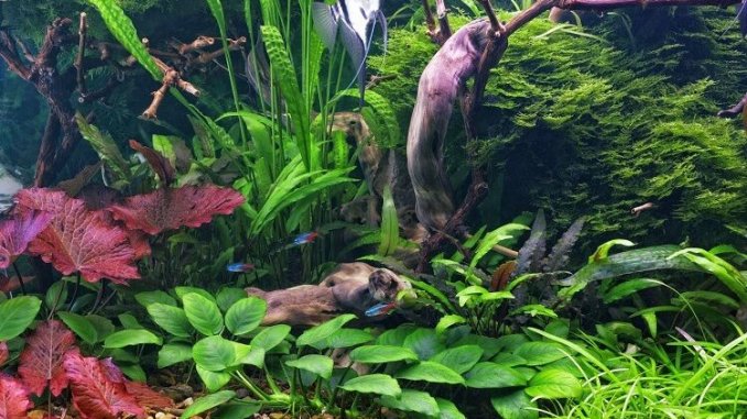 Anubias Nana The Complete Beginner's Care Sheet Cover