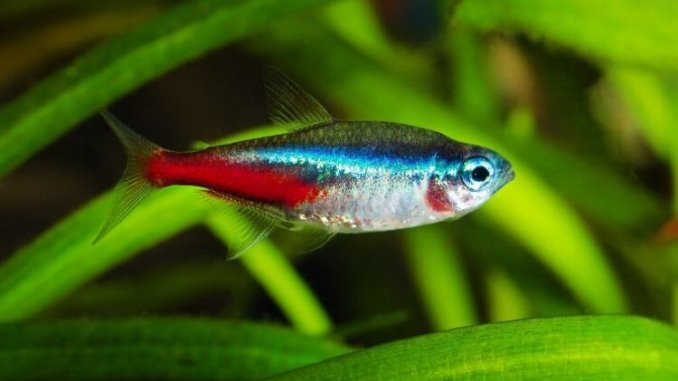 The Ultimate Neon Tetra Care Guide Colors, Price and More… Cover