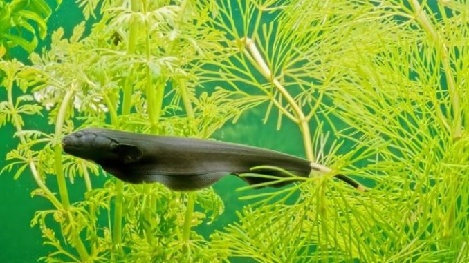 The Ultimate Black Ghost Knifefish Care Guide Size, Tank Mates and More… Cover